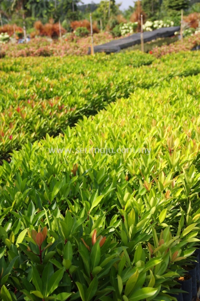 Ardisia Elliptica