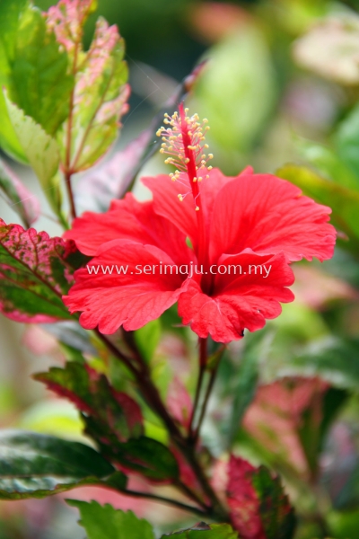 Hibiscus Rosa-Sinensis "Cooperi"