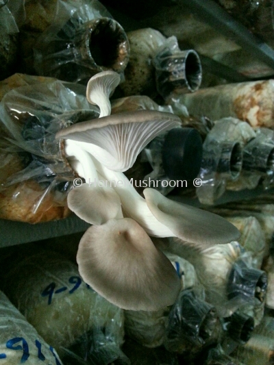 Oyster Mushroom