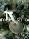 Oyster Mushroom Oyster Mushroom