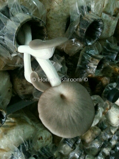 Oyster Mushroom