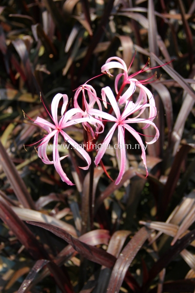 Crinum "Menehune"