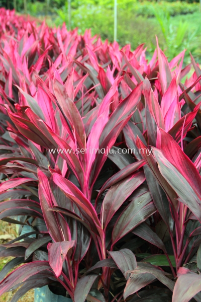 Cordyline Fruticosa "Firebrand"