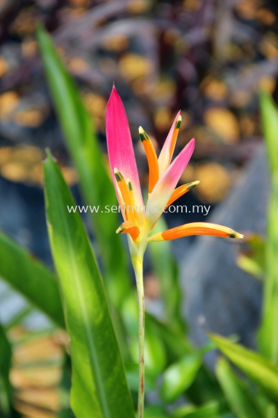 Heliconia Psittacorum "Sassy"