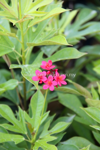 Jatropha Integerrima