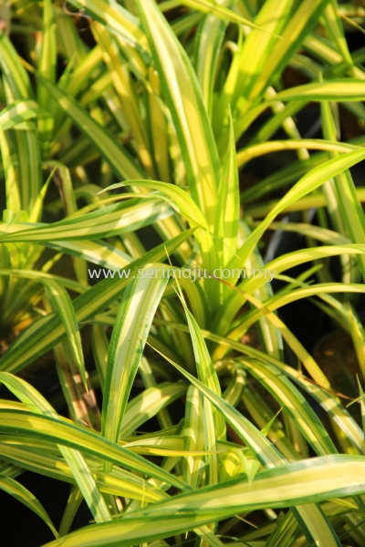 Pandanus Tectorius Cultivar