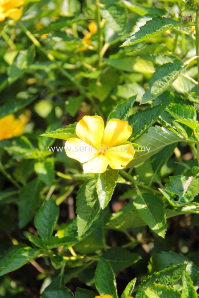 Turnera Ulmifolia