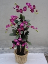 Orchid (FS-027) Artificial Plant (Sell & Rent)