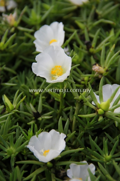 Portulaca Grandiflora Cultivars "White"