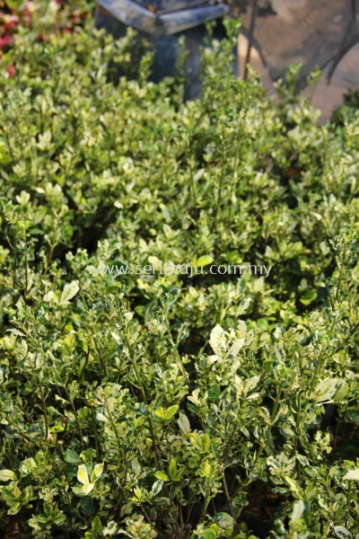 Gardenia Jasminoides "Variegata"