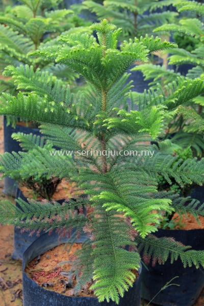 Araucaria Heterophylla