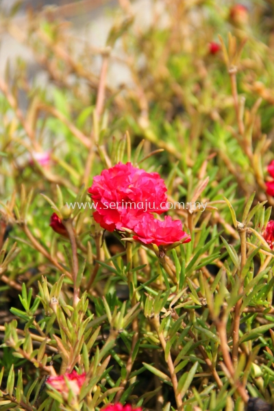 Portulaca Grandiflora Cultivars "Red"