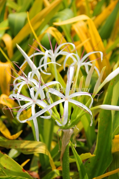 Crinum Xanthophyllum