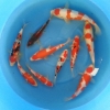 Jumbo 1 year old mixed Koi