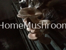 oyster mushroom Oyster Mushroom