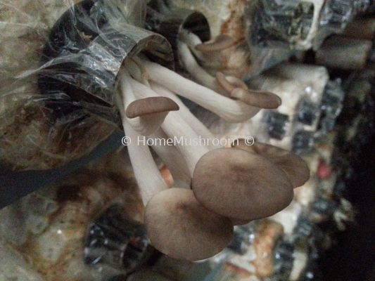 oyster mushroom