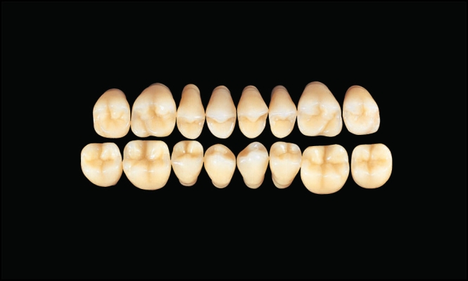 Hard Resin Teeth (M28)