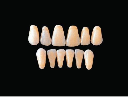 Hard Resin Teeth (T3-T6)