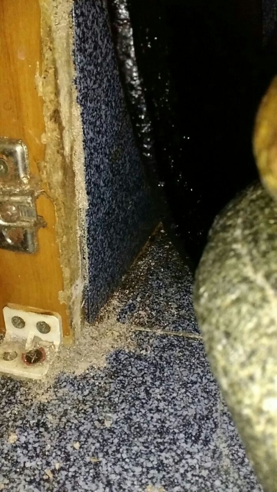 White ants inside kitchen cabinet 