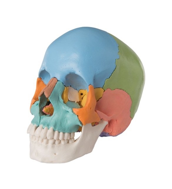 Beauchene Adult Human Skull Model - Didactic Colored Version, 22 part