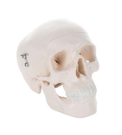 Mini Human Skull Model, 3 part - skullcap, base of skull, mandible