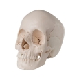 Beauchene Adult Human Skull Model - Bone Colored Version, 22 Part