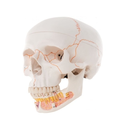 Human Skull Model, with Opened Lower Jaw, 3 Part