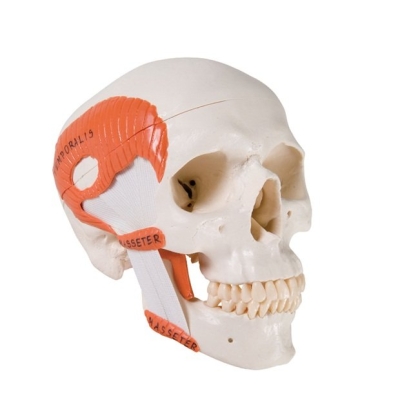 TMJ Human Skull Model, demonstrates functions of masticator muscles, 2 Part