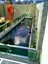 Simple and nice koi pond with clear and clean water. Koi Pond Design and Build