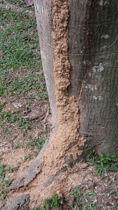 White ants Solution at Shah Alam , Selangor,  Kuala Lumpur,  Malaysia 