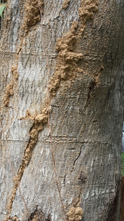 White ants Solution at Shah Alam , Selangor,  Kuala Lumpur,  Malaysia 