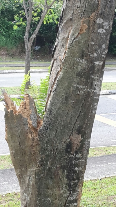 White ants Solution at Shah Alam , Selangor,  Kuala Lumpur,  Malaysia 