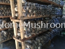 Grey Oyster Mushroom  Oyster Mushroom