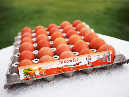 LTP Corn Egg - Grade A