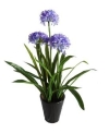 3 Ft Agapathus (FS011) Artificial Plant (Sell & Rent)