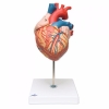 Heart Model Medical Gift