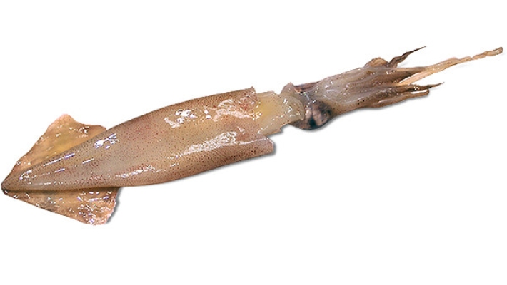 Argentina Squid