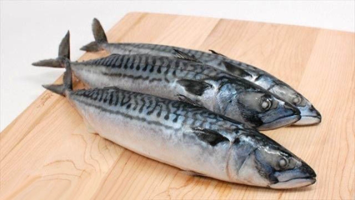 Saba Mackerel