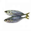 Yellowtail Scad Frozen/Fresh Fish English Version