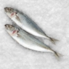 Horse Mackerel Frozen/Fresh Fish English Version