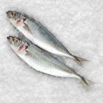 Horse Mackerel