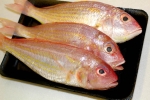 Red Mullet Frozen/Fresh Fish English Version