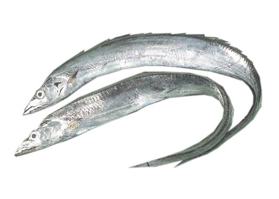 Ribbon Fish