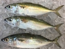 Indian Mackerel Frozen/Fresh Fish English Version