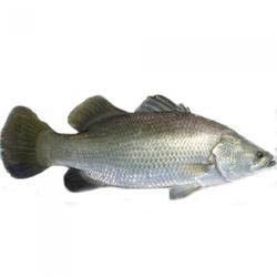 Barramundi