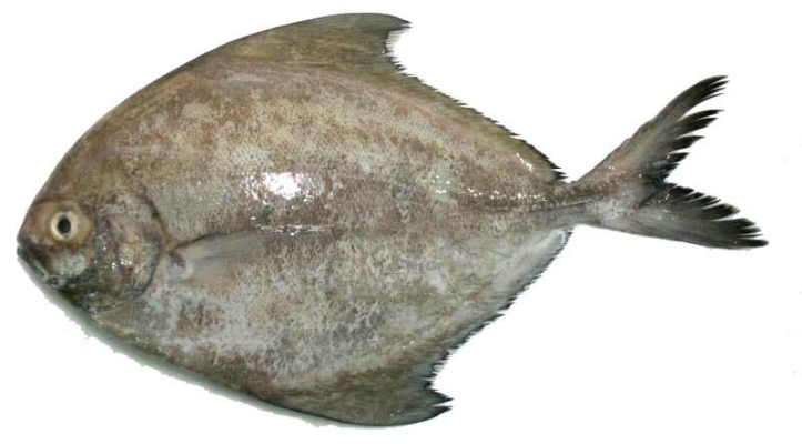 Ikan Bawal Hitam