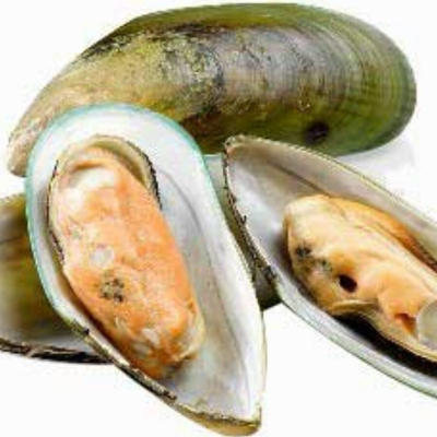 New Zealand Green Mussel 