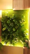  Green Wall Service Interior Landscaping Ideas