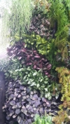  Residential Green Wall Exterior Landscaping Ideas