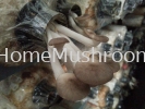 new mushroom New Room